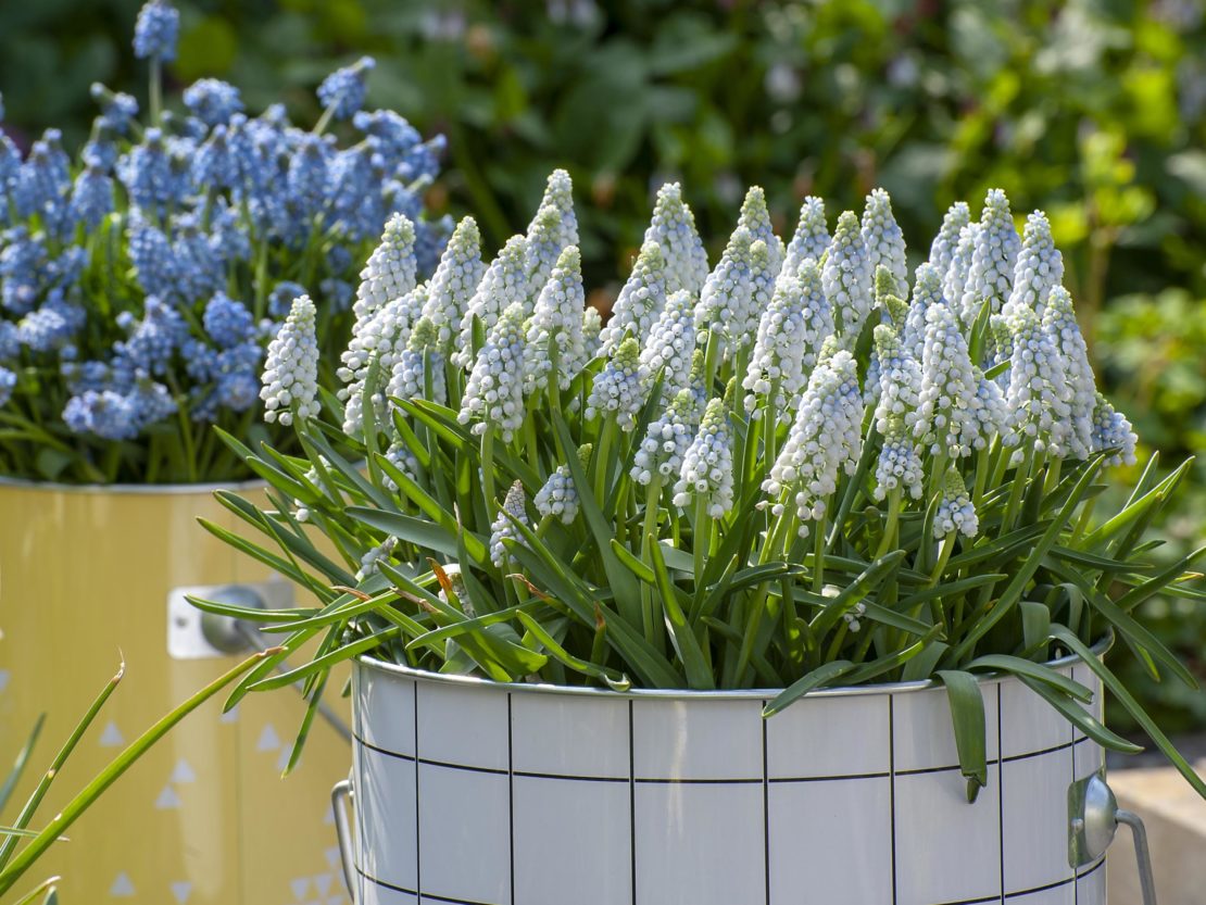Die Blumenzwiebel des Jahres in weißem Metallgefäß, das farblich gut zu den weiß-zartblauen Blüten passt.