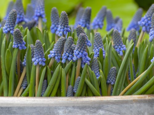 Blaublühende Muscari als Gruppe in ein Gefäß gepflanzt.