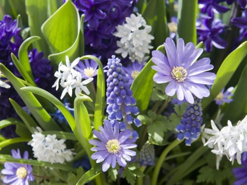 Blüten in Weiß und Blautönen: blühende Muscari und Anemonen