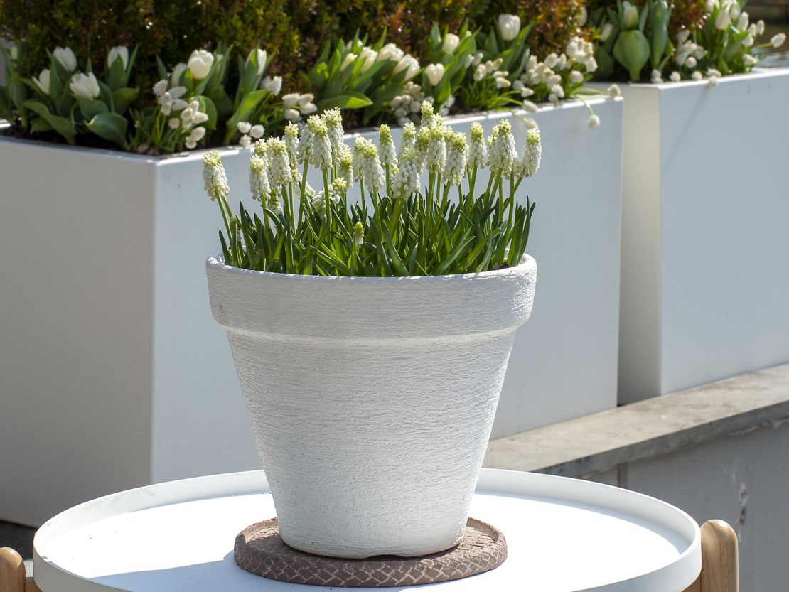 Die Blumenzwiebel des Jahres mit weißen Blüten in einem weißen Topf.