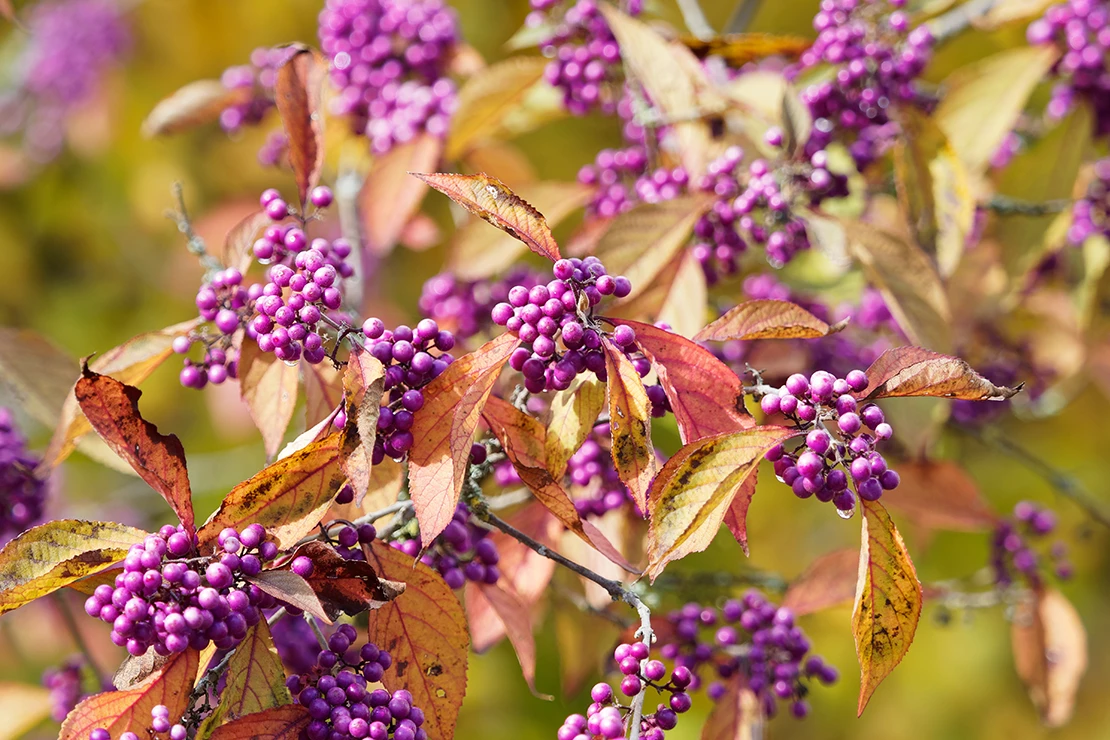 Herbstblätter: Schönfrucht mit gelber Herbstfärbung und lilafarbenen Früchten. Foto: AdobeStock_Marc