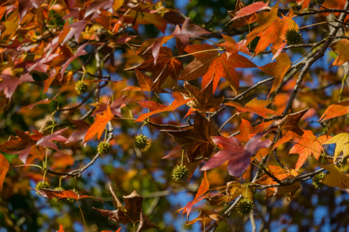 Herbstblätter: Amberbaum mit bunter Herbstfärbung. Foto: AdobeStock_MarinoDenisenko