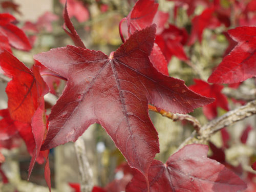 Blatt des Amberbaum in feurigem Rot