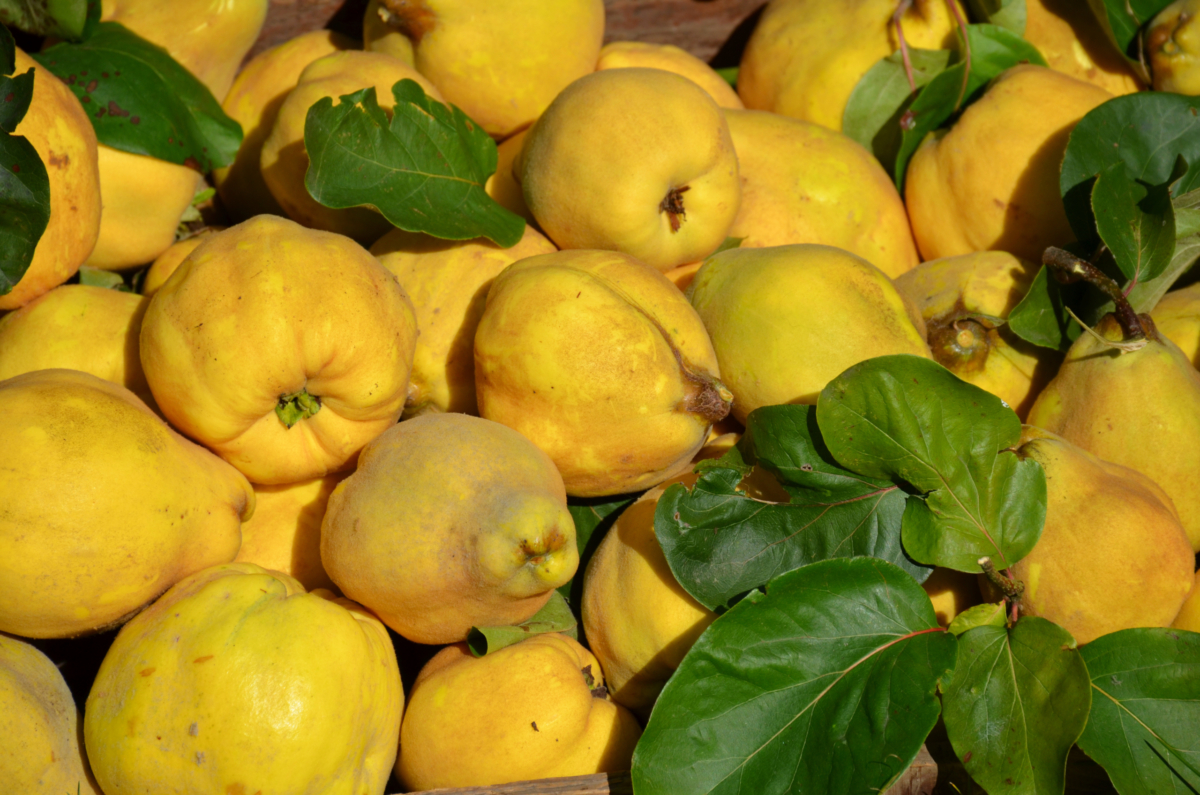 Quittenbaum Standort, Pflege und Sortentipps GartenFlora