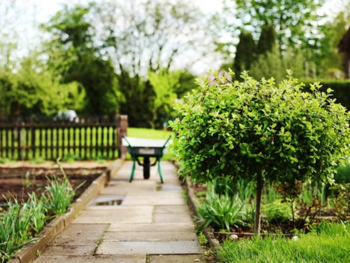 kleiner Baum mit Kugelkrone im Garten