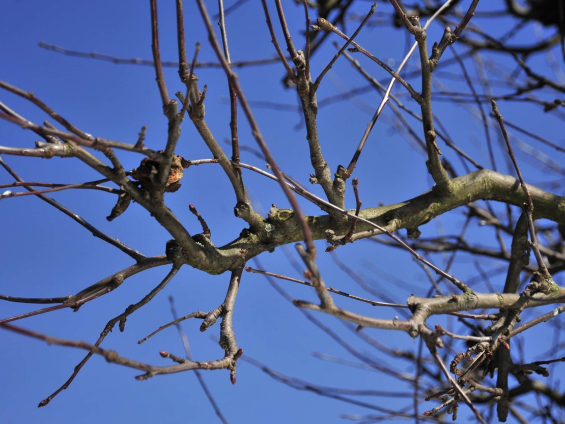 im Nutzgarten im Dezember ist eine Fruchtmumie gut im kahlen Geäst zu erkennen