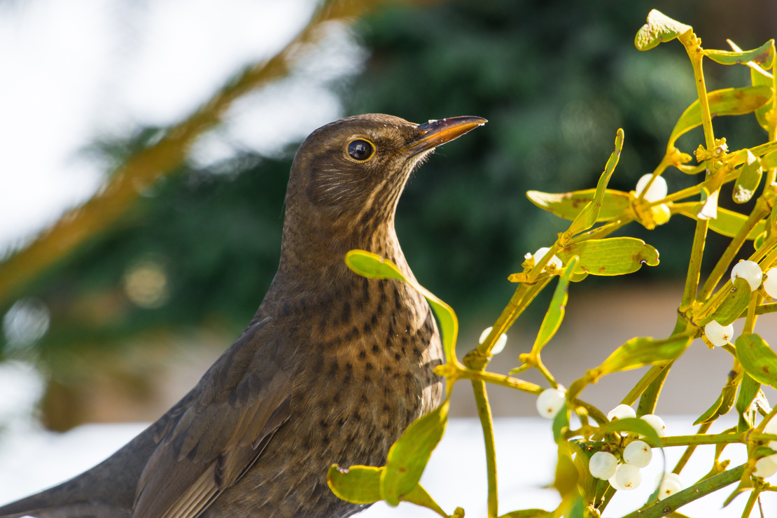 Mistel: Amsel (links) sitzt vor einem Mistelzweig (rechts) im Baum. Foto: AdobeStock_ motivjaegerin1