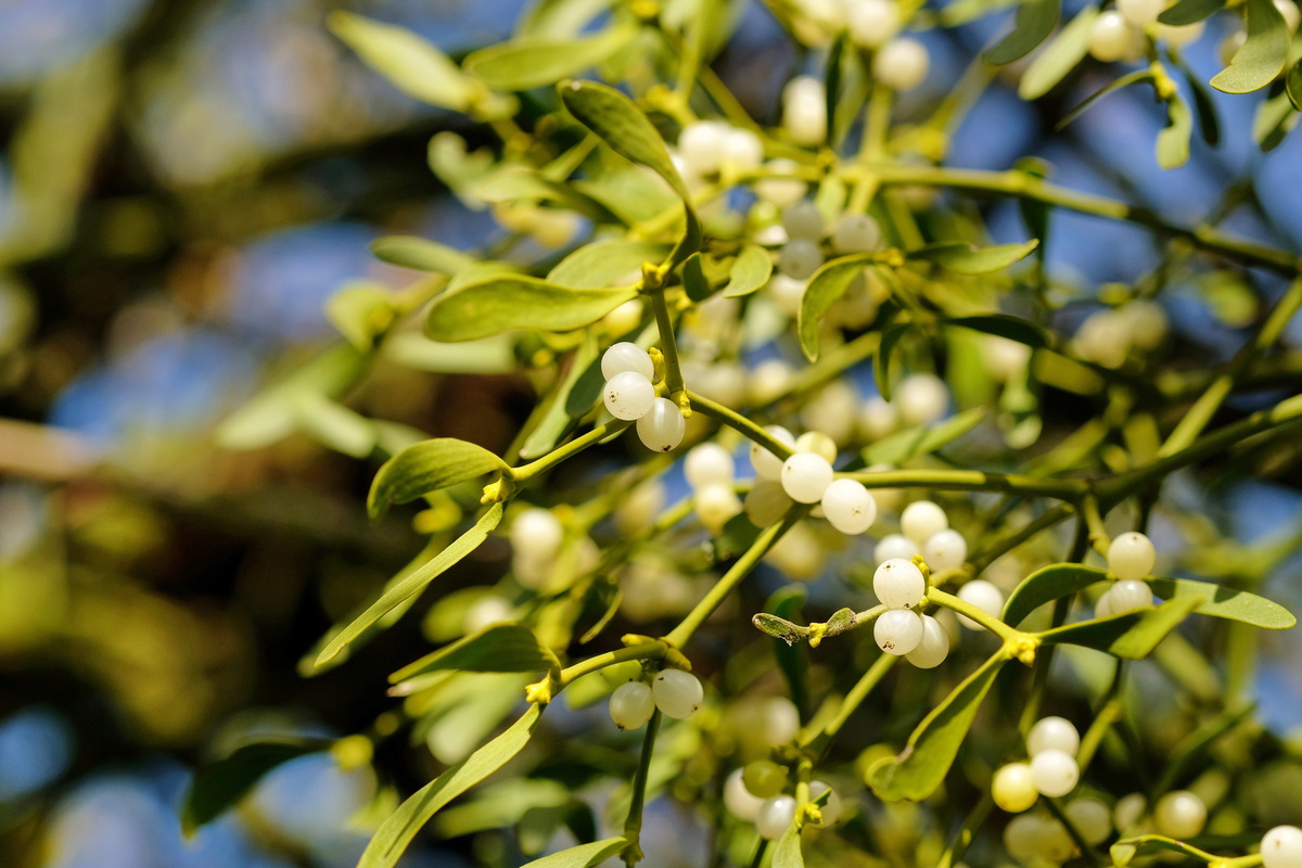 Mistel Wuchsform, Giftigkeit, Heilwirkung GartenFlora