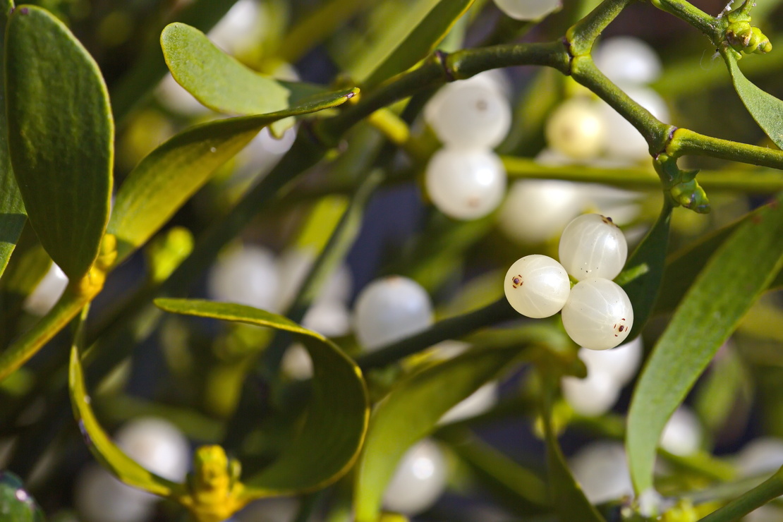 Nahaufnahme einer Mistel mit weißen Beeren. Foto: AdobeStock_Murphy44