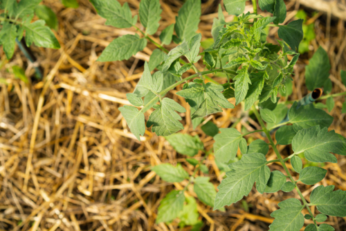 Tomatenpflanze wachsen in einer Mulchschicht aus Stroh. Foto: AdobeStock_Надежда Урюпина