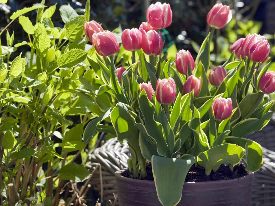 Jetzt ist Pflanzzeit für Blumenzwiebeln GartenFlora
