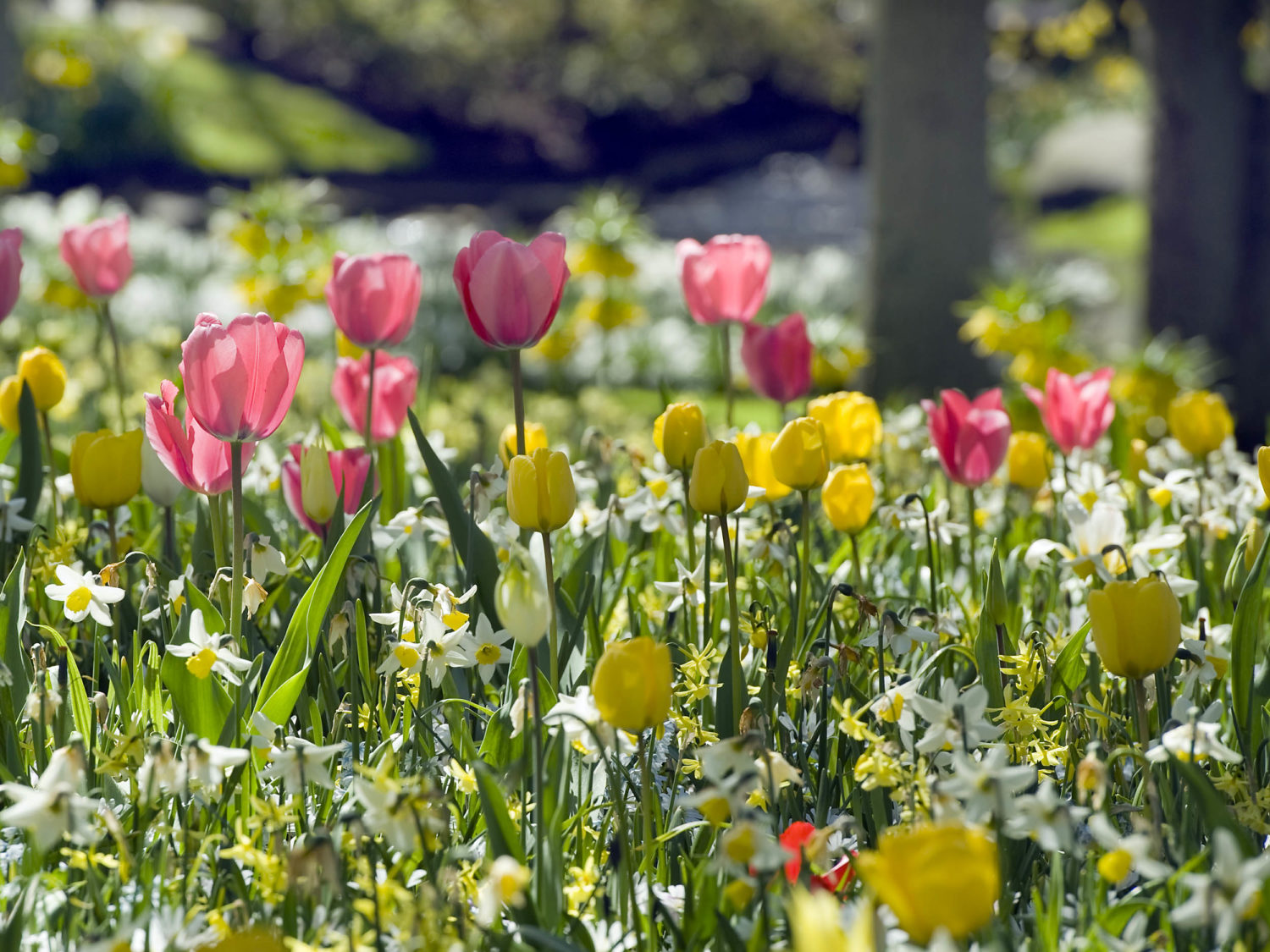Jetzt ist Pflanzzeit für Blumenzwiebeln GartenFlora