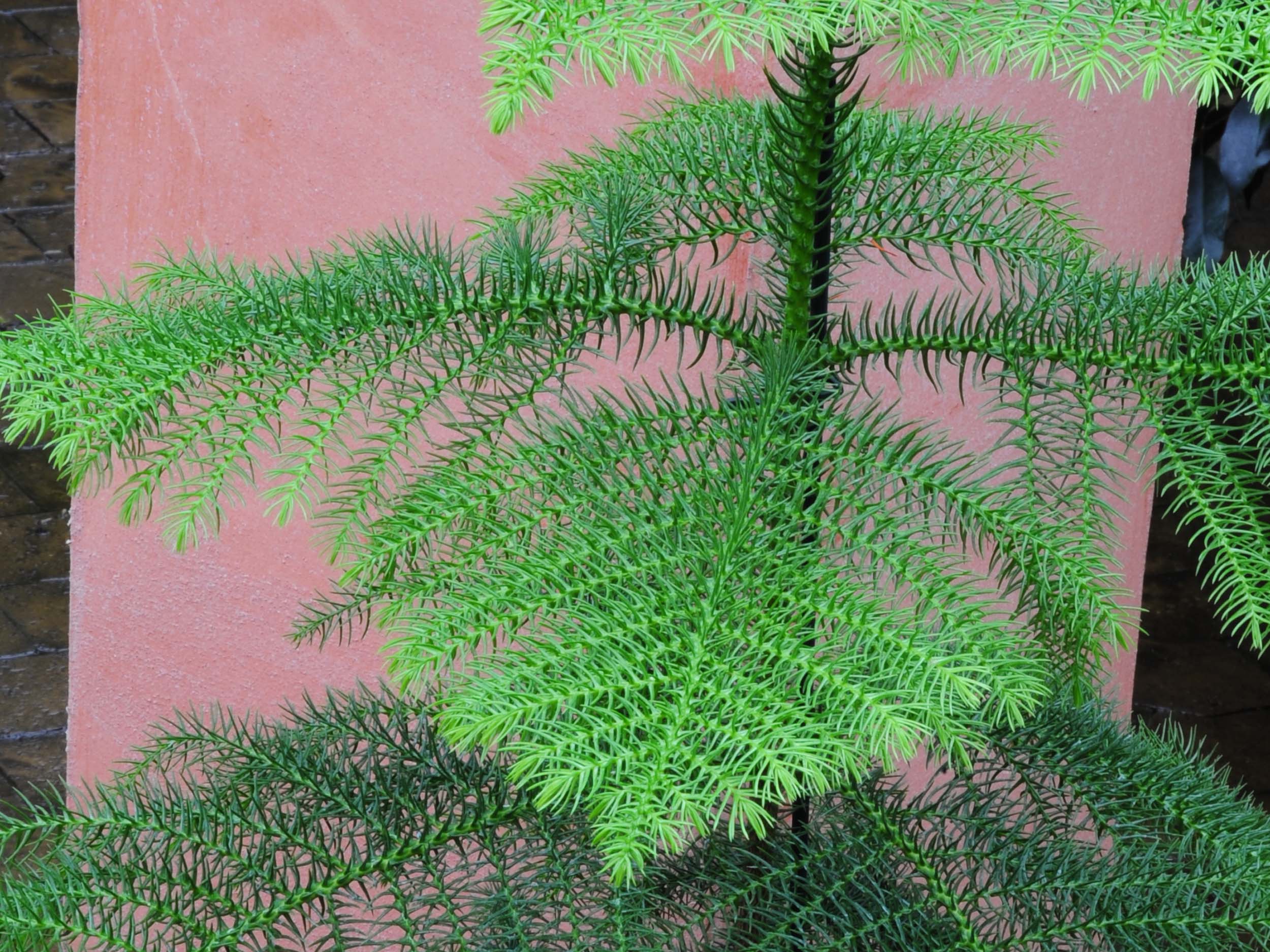 Zimmertanne Pflanzenportrait GartenFlora