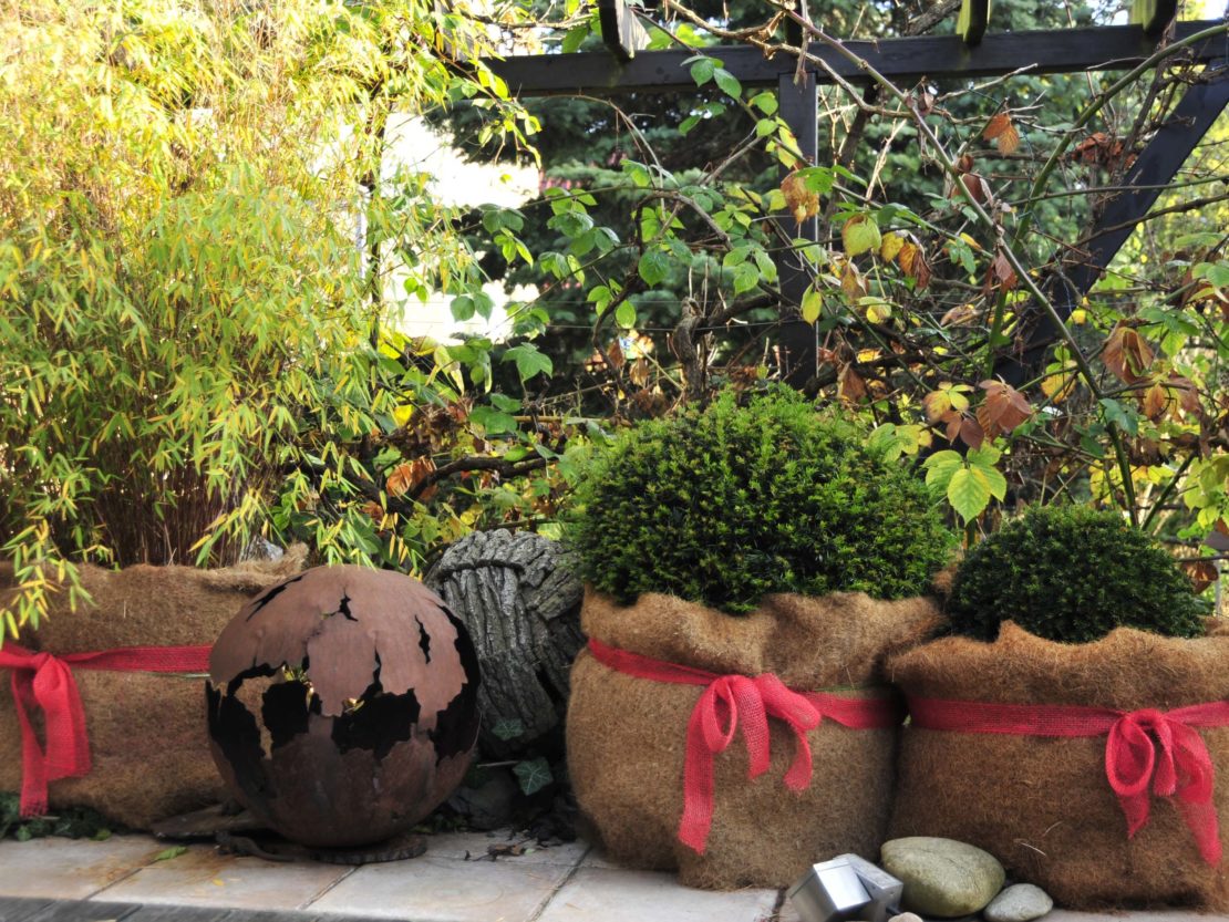 Winterharte Kübelpflanzen Gehölze für Topf und Kübel GartenFlora