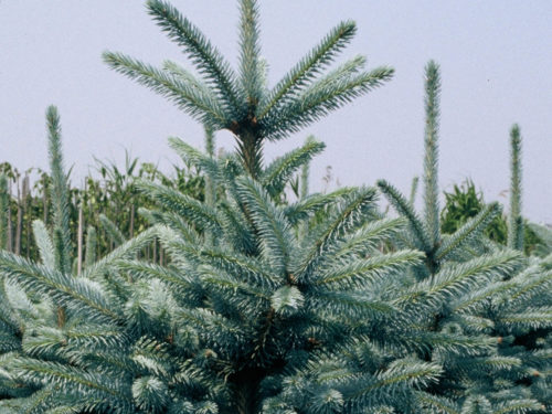 Fichte mit silbrigblauen Nadeln in Weihnachtsbaum-Quartier