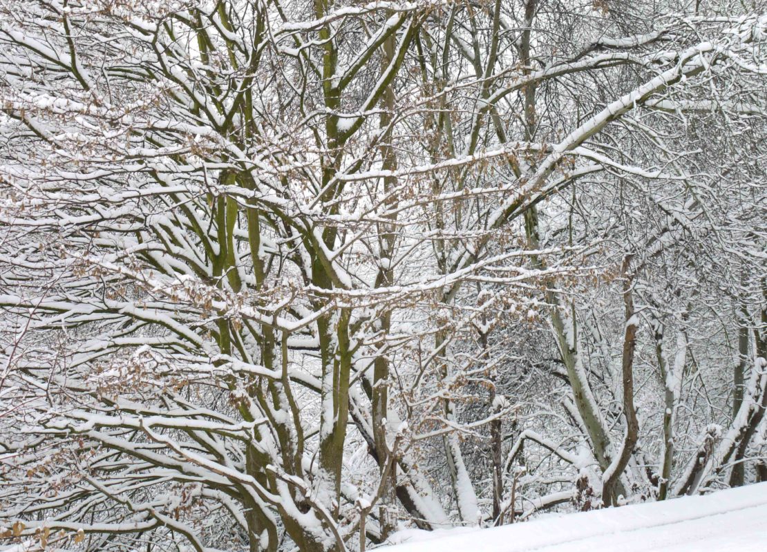 kahle Bäume im Schnee am Rand eines Gartens im Januar