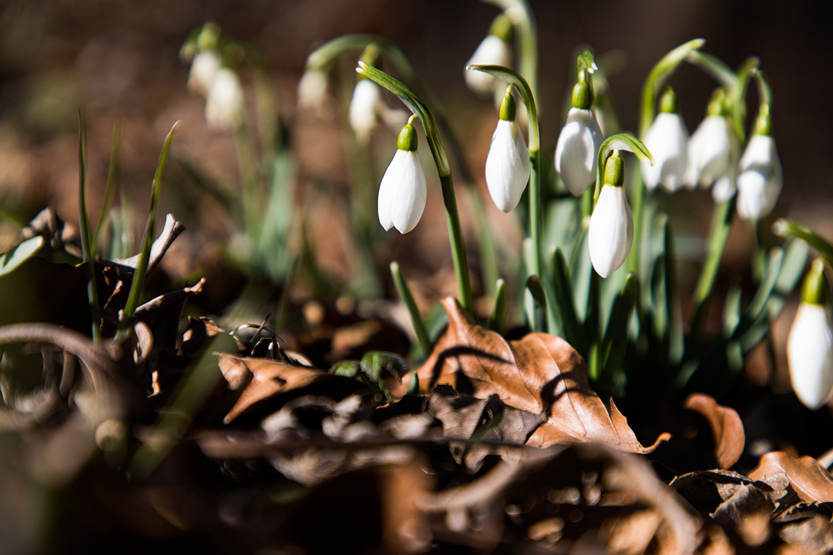 Garten im Februar Tipps und Anregungen GartenFlora