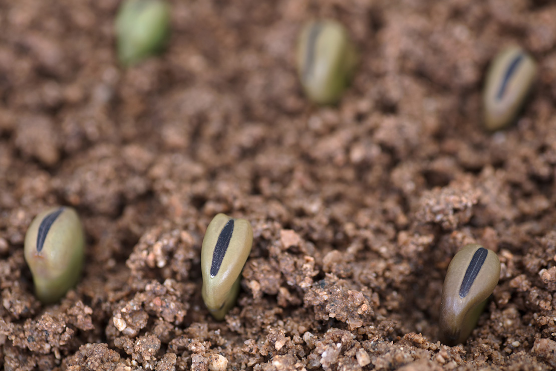 Garten im Februar – Ausgesäte Bohnen. Foto: AdobeStock_zhenya