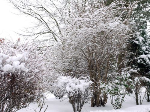 Garten im Januar mit Ziersträuchern im Schnee