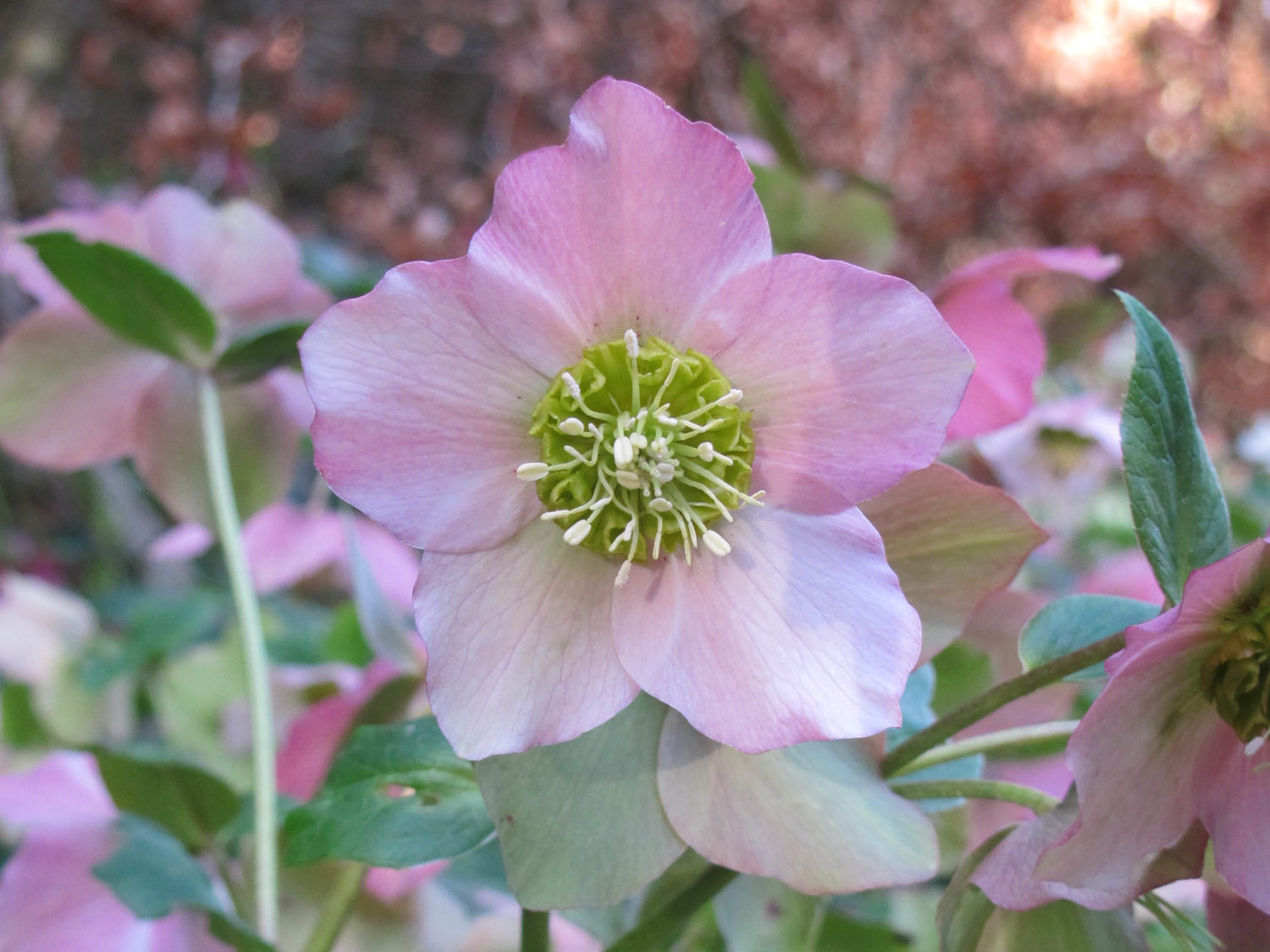 Garten im Januar Was jetzt im Ziergarten zu tun ist GartenFlora