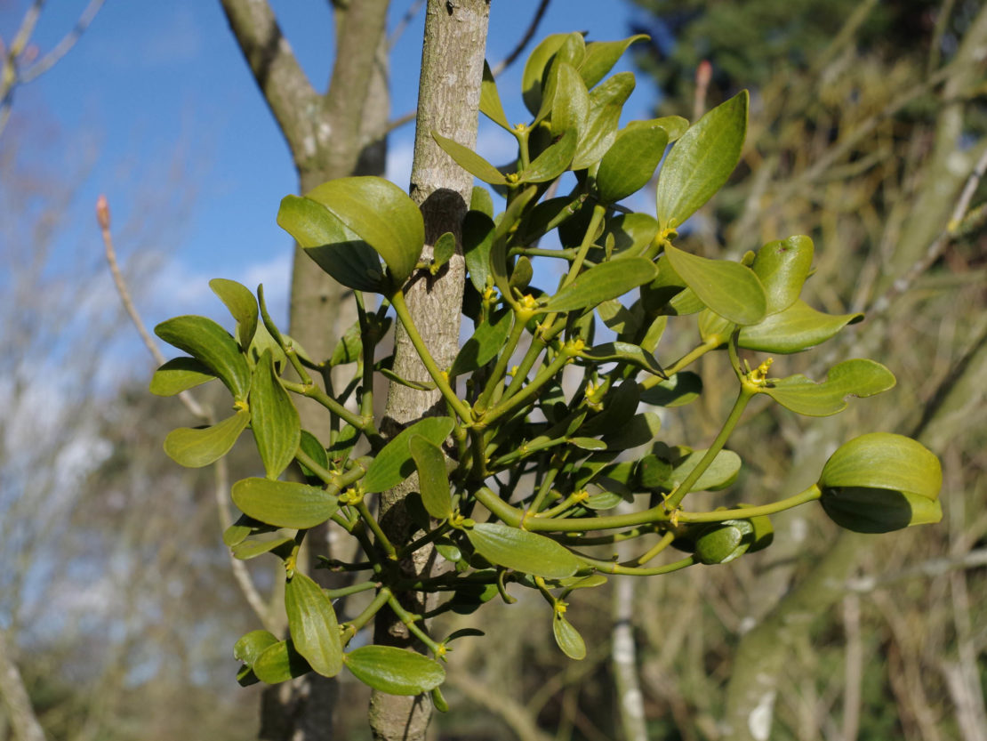 Die Mistel eine Pflanze zwischen Himmel und Erde GartenFlora