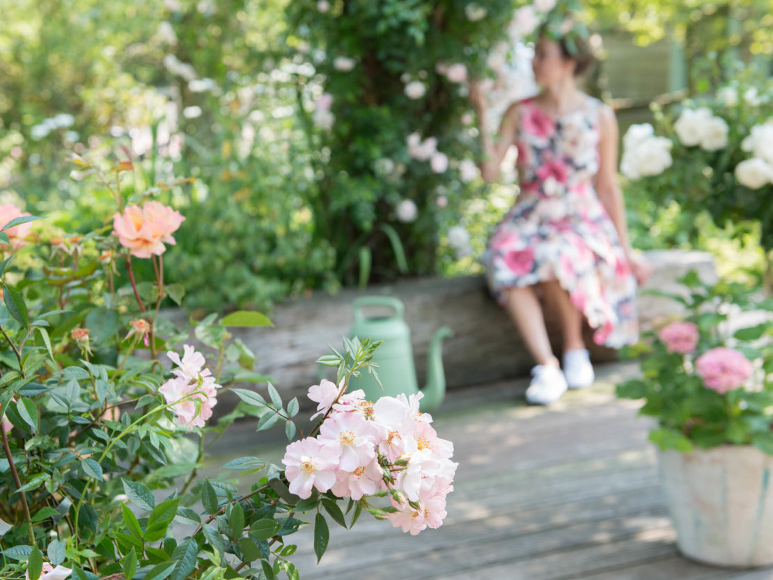 blühende Rosen in Kübeln auf einer Terrasse