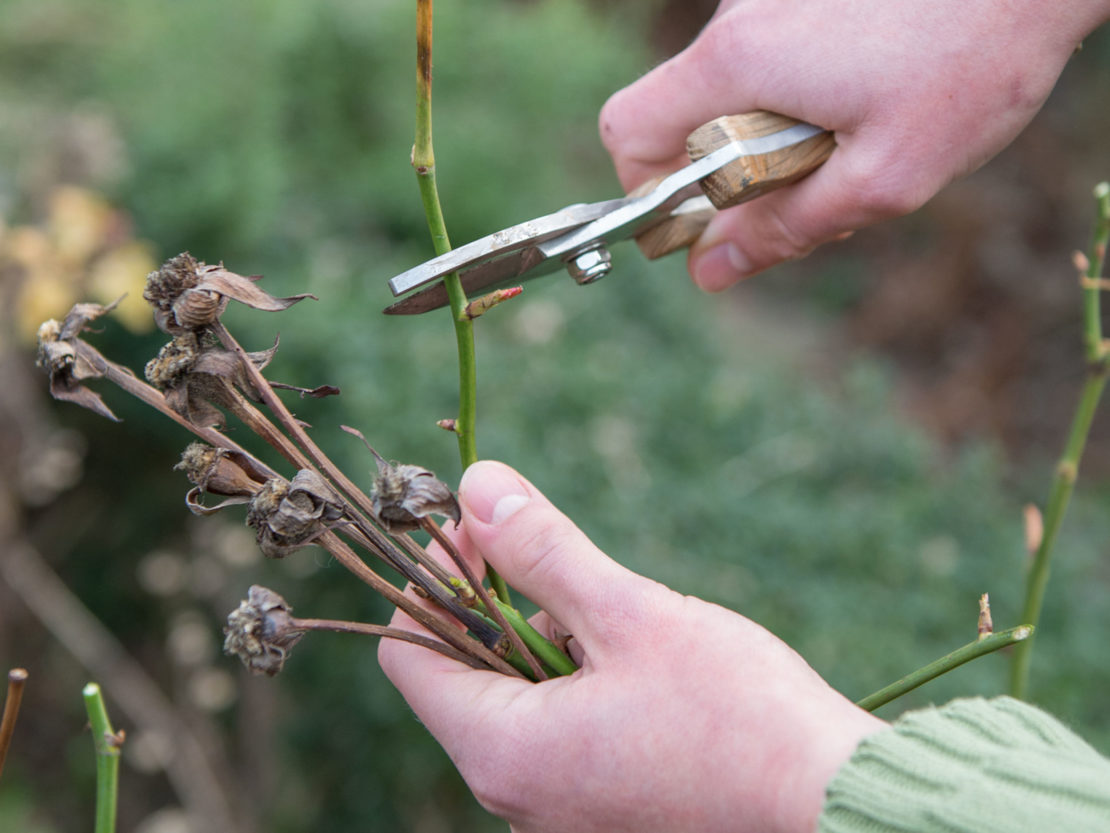 Der Rückschnitt im Frühling trägt dazu bei, Rosen im Winter zu schützen