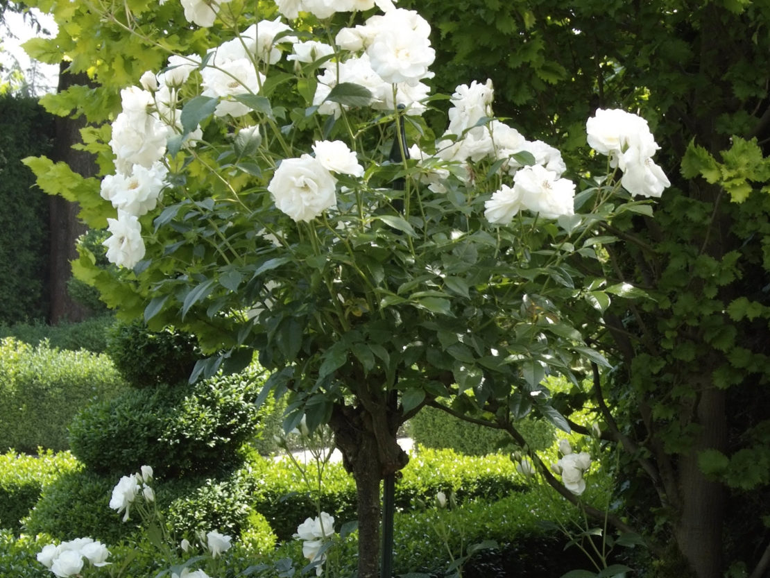 Rosen im Winter schützen das müssen Sie dazu wissen GartenFlora