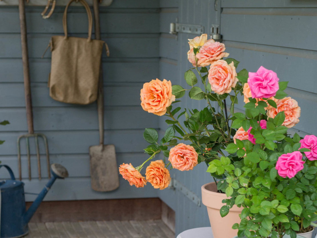 blühenden Rosen in Töpfen auf Veranda