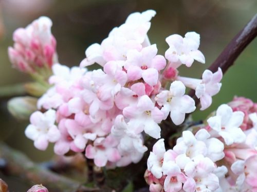 Schneeball mit zartrosafarbenen Blüten