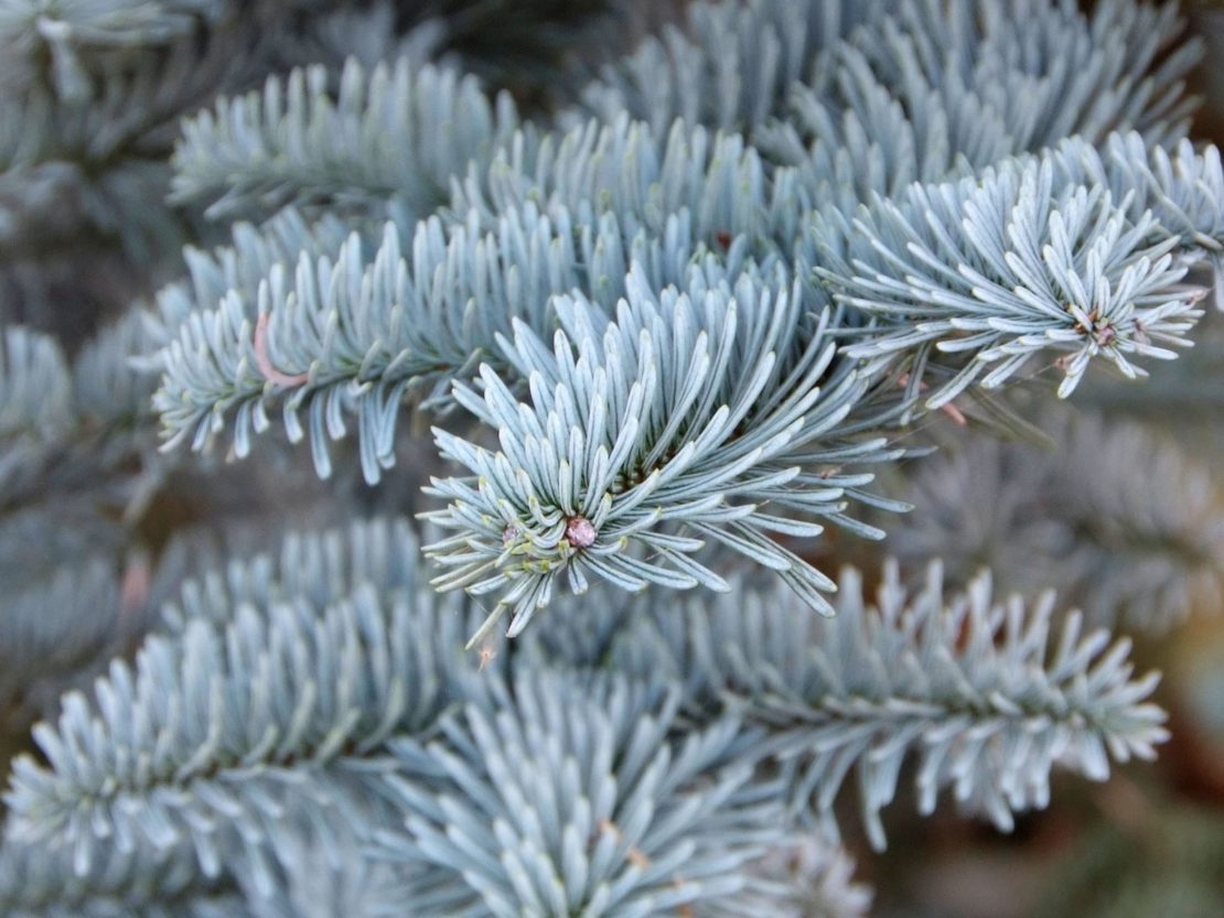 Edel-Tanne mit silbrigblauen Nadeln als Weihnachtsbaum