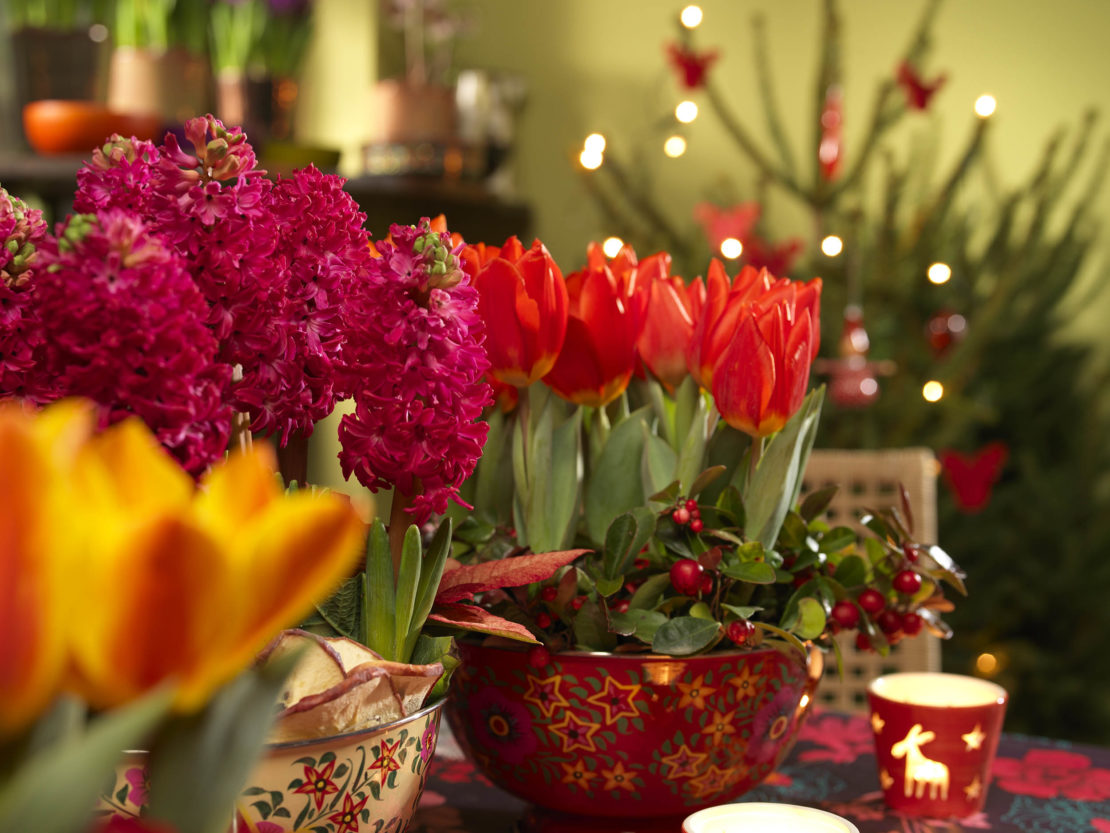 Zwiebelblumen in Gefäßen und geschmückter Weihnachtsbaum