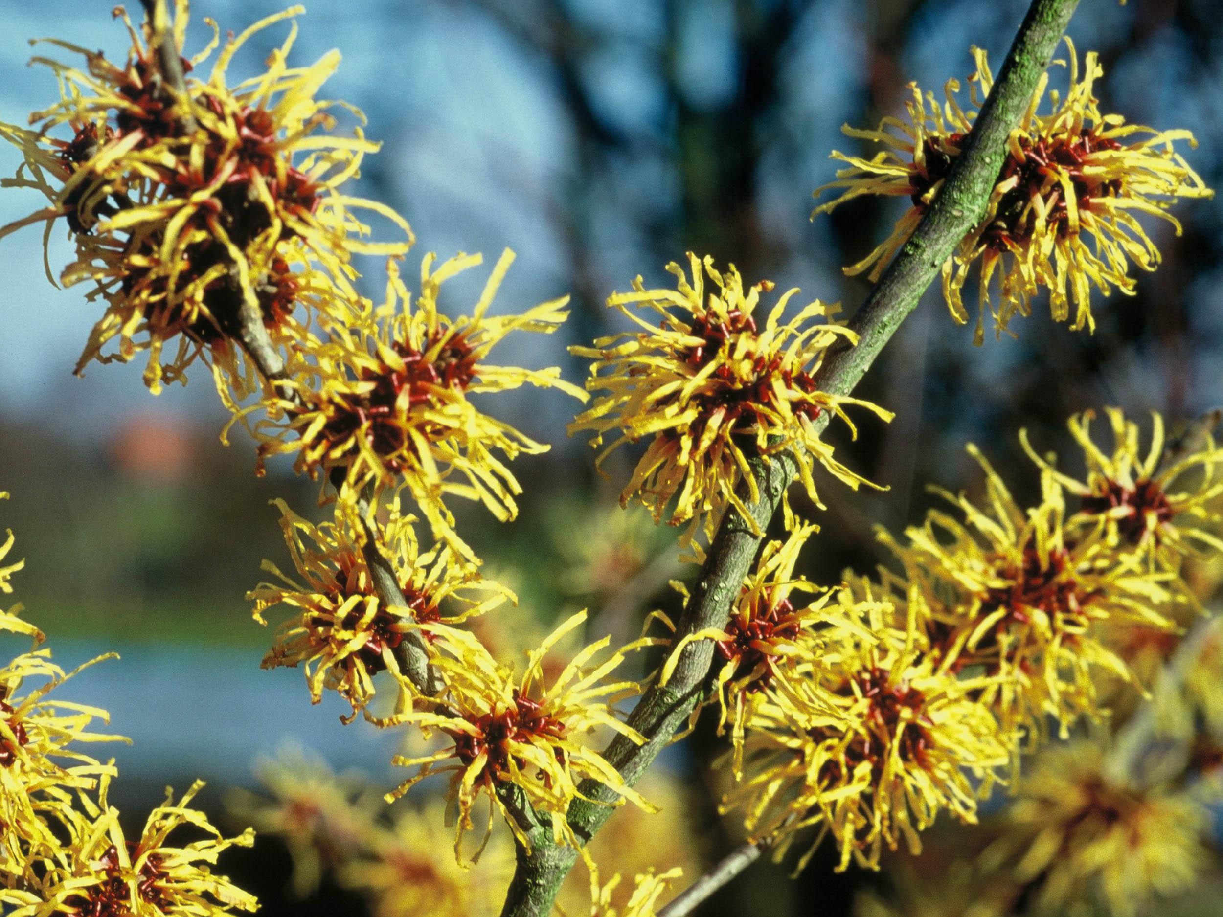 Winterblüher für den Garten Tipps zur Auswahl GartenFlora