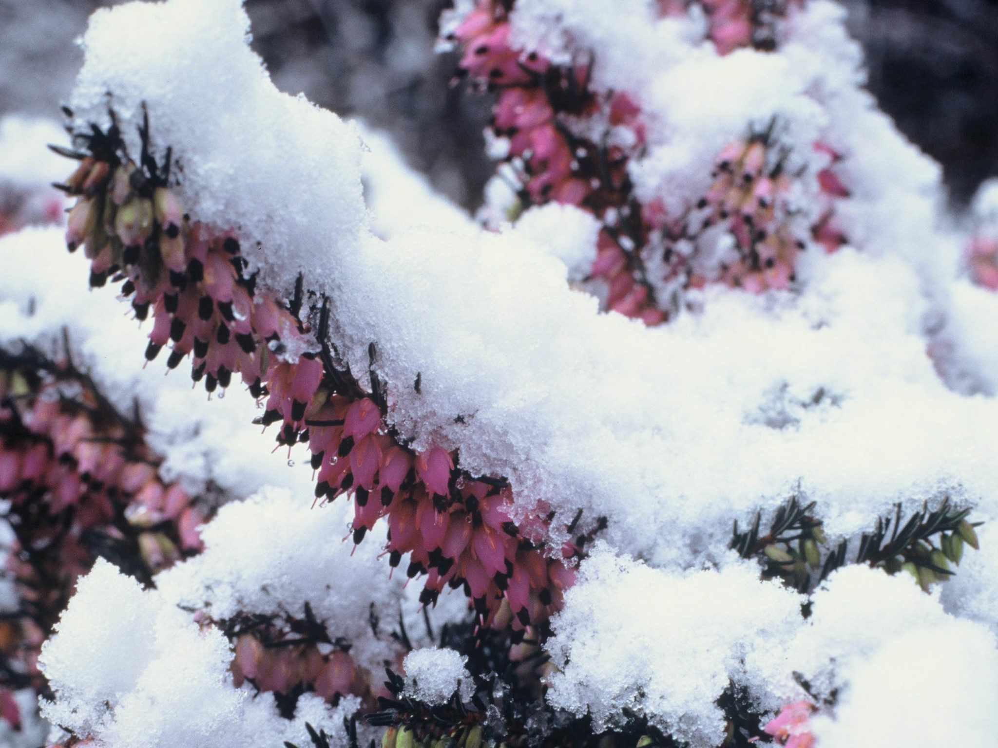 Winterblüher für den Garten Tipps zur Auswahl GartenFlora