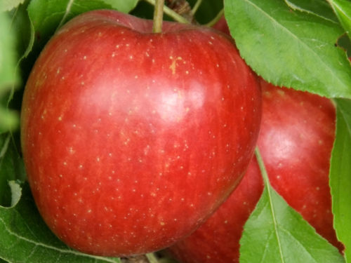 zwei Äpfel mit leuchtend roter Schale am Baum