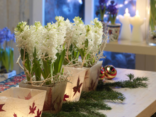 weihnachtliche Deko mit Koniferenzweigen und Hyazinthen in Gefäßen auf einem Tisch