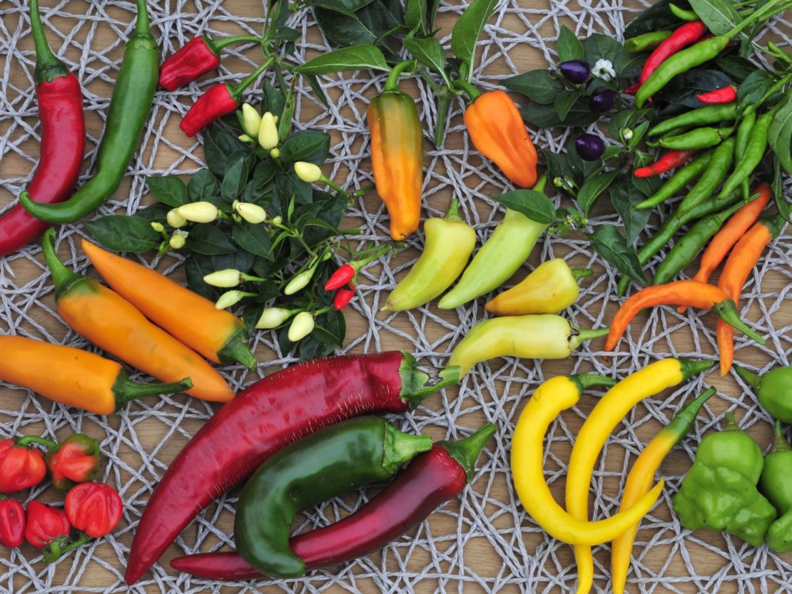 Capsicum annuum Mix auf einem Tisch