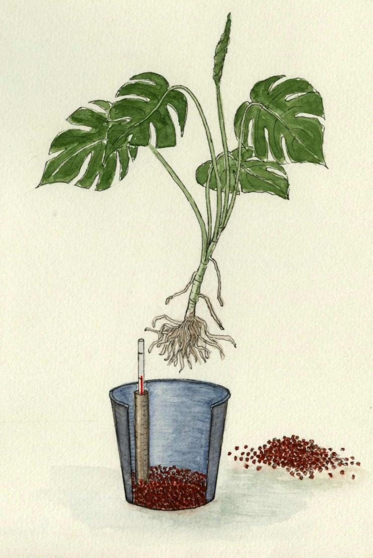 Monstera und Hydrokulturtopf. Illustration: Klaus-Dieter Röding