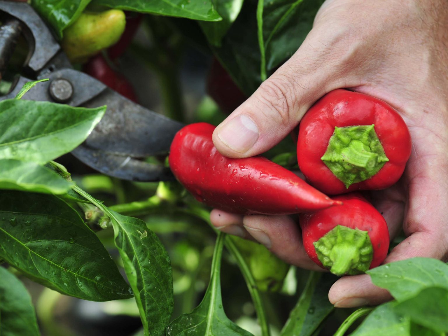Paprikasorten – Gemüsepaprika und Sortengruppen | GartenFlora