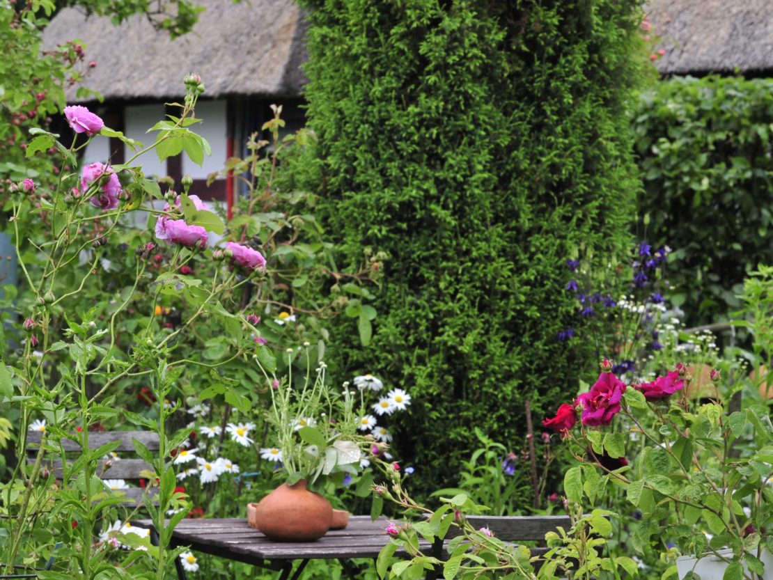 Pflanzenvielfalt mit Rosen, Stauden und Gehölzen wie in einem Cottage Garten