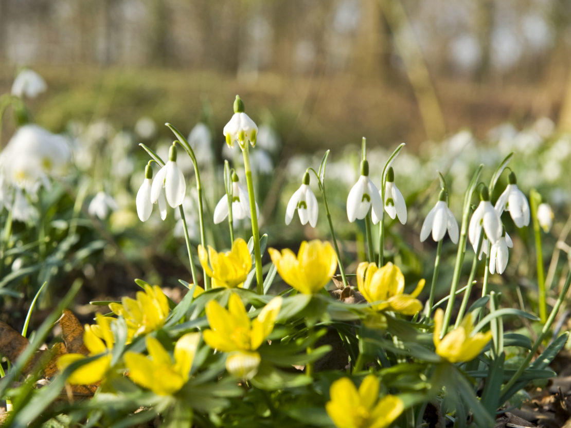 Schneeglöckchen So sprießt der Frühling in Ihrem Garten GartenFlora