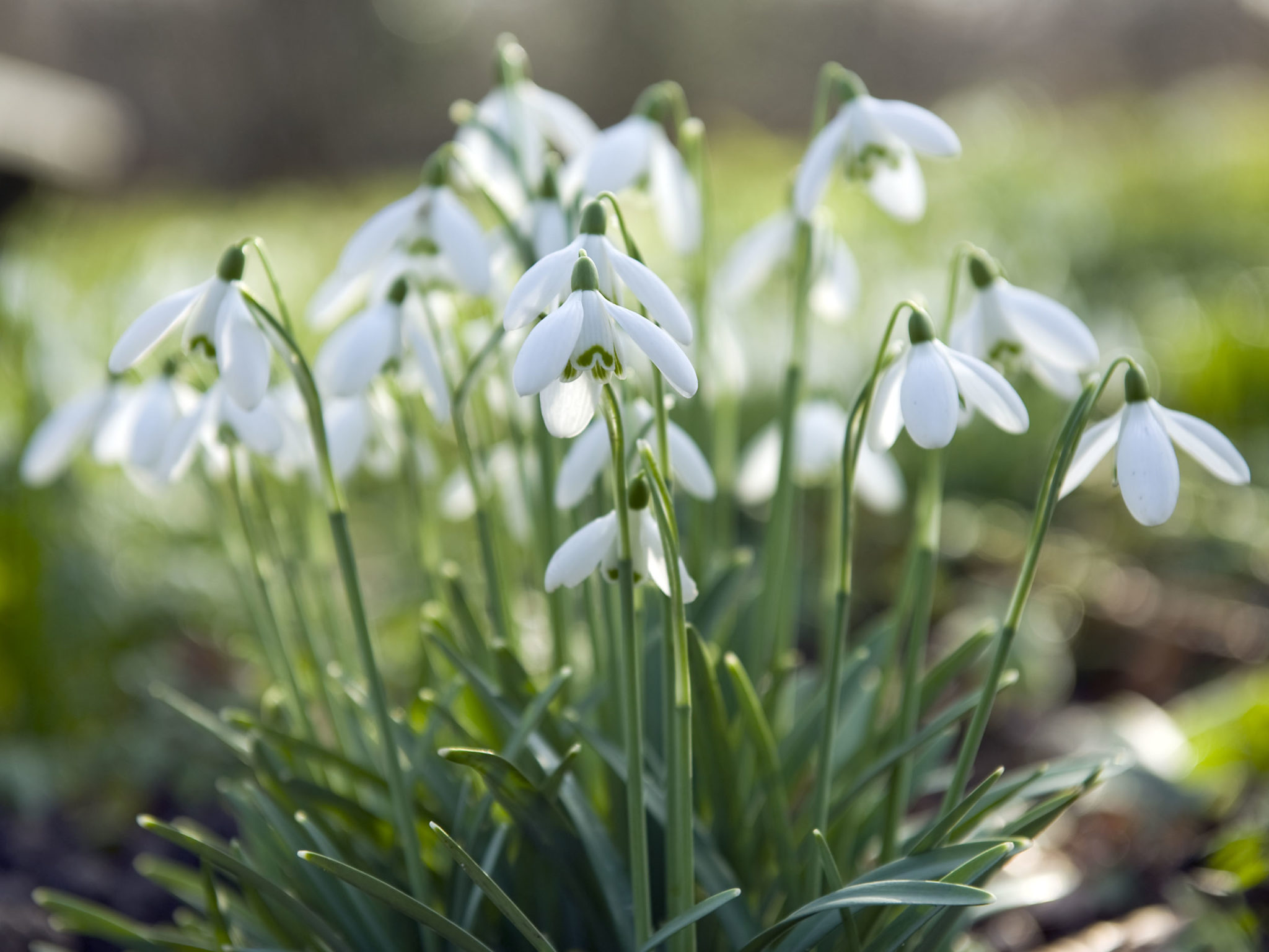 Schneeglöckchen So sprießt der Frühling in Ihrem Garten GartenFlora