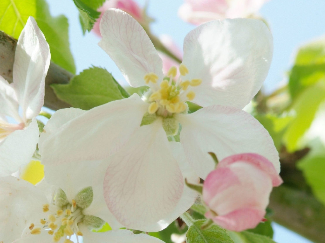 Apfelblüte signalisiert den Vollfrühling im phänologischen Kalender