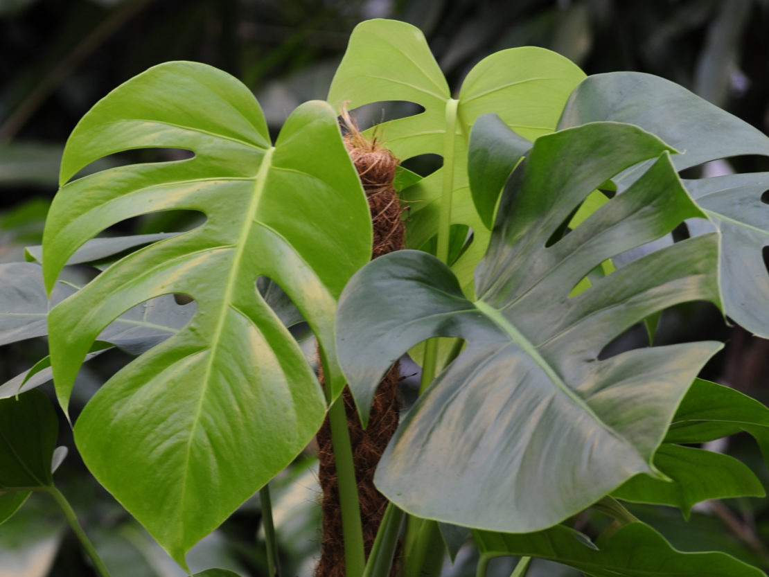 Dschungelfeeling mit den großen, tief eingeschnittenen Blättern der Monstera