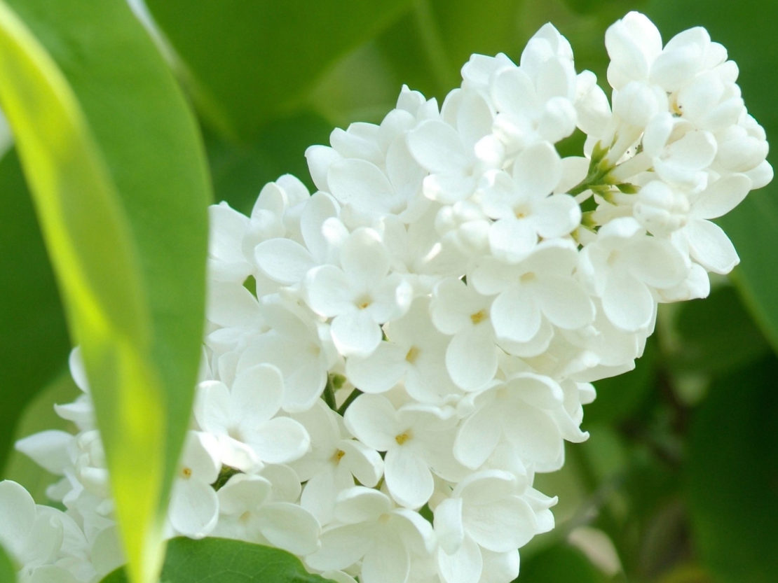 Flieder mit weißen Blüten