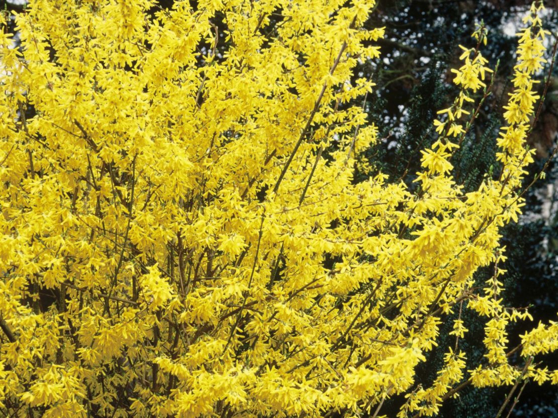 Die Forsythienblüte zeigt laut des phänologischen KalendersBeginn des Erstfrühlings an.