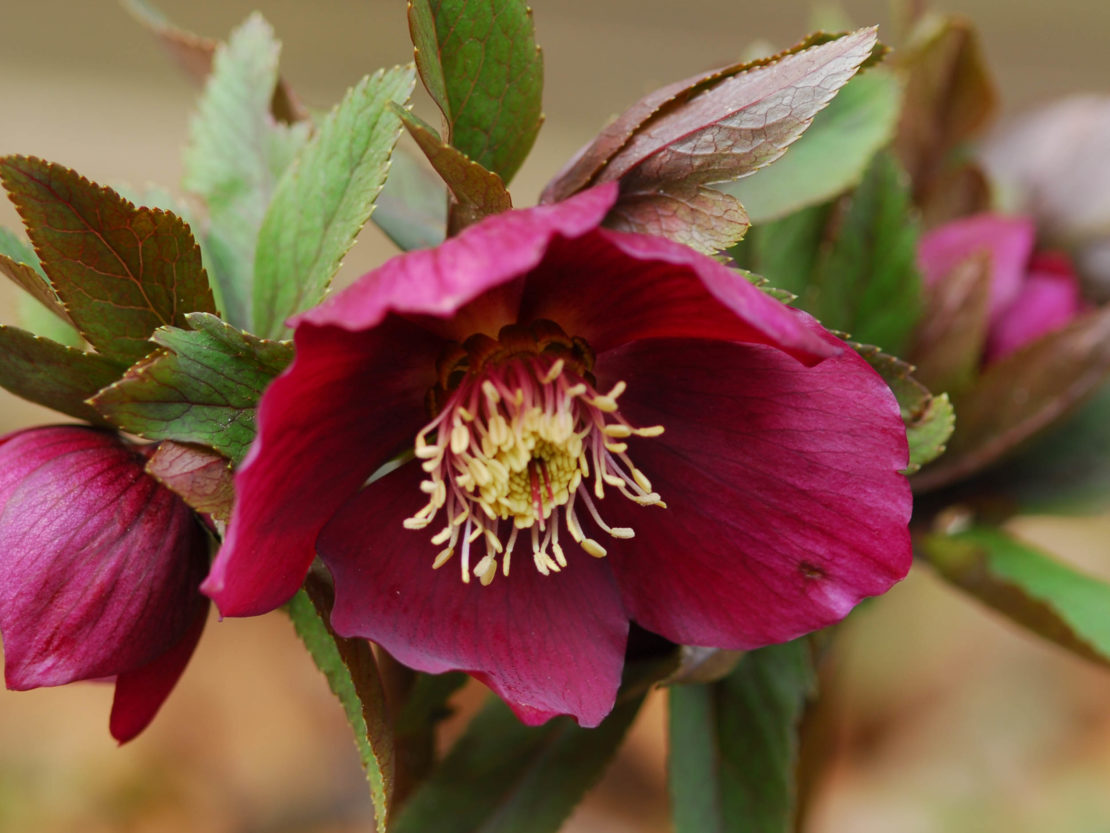 Tipps für den Garten im Februar GartenFlora