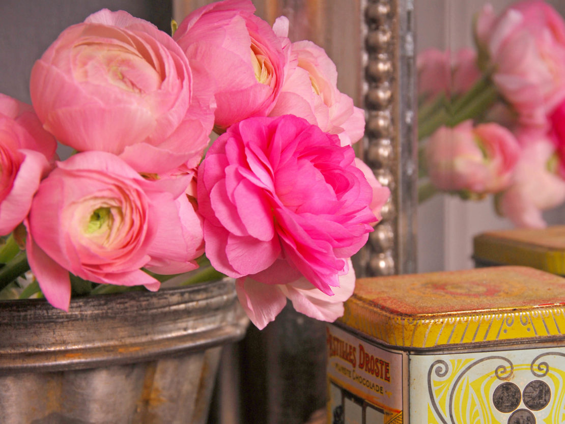 Ranunkeln mit Blüten in pastelligem Rosa und kräftigem Pink