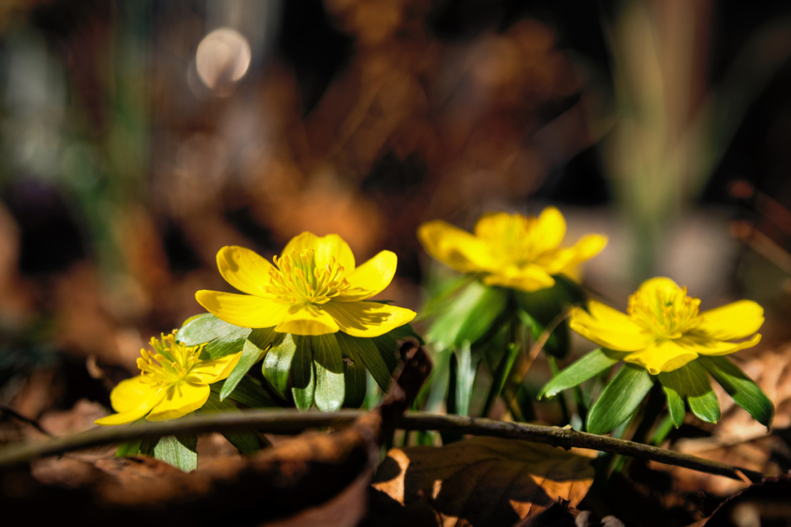 Gruppe von blühenden Winterlingen wachsen aus laubbedecktem Boden. Foto: AdobeStock_JuliaNaether