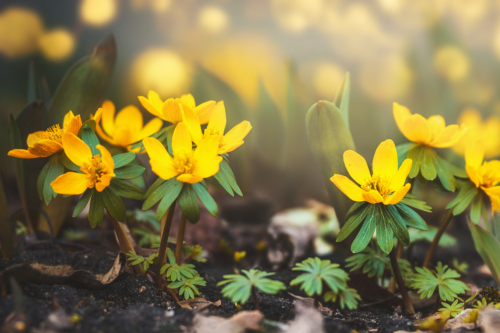 Winterlinge sprießen zwischen Tulpenblättern. Foto: AdobeStock_VICUSCHKA